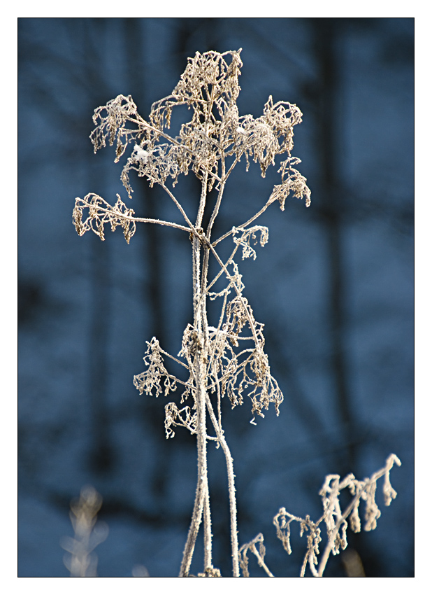 Winter in den Venauen