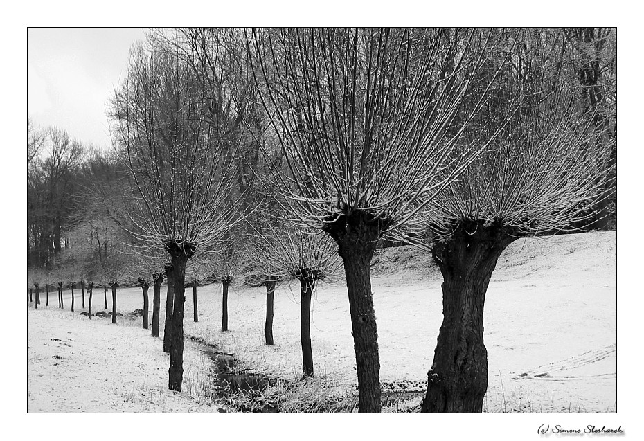 ~ Winter in den Weiden ~