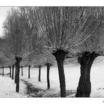 ~ Winter in den Weiden ~