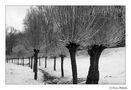 DE: ~ Winter in den Weiden ~ di Simone Slosharek