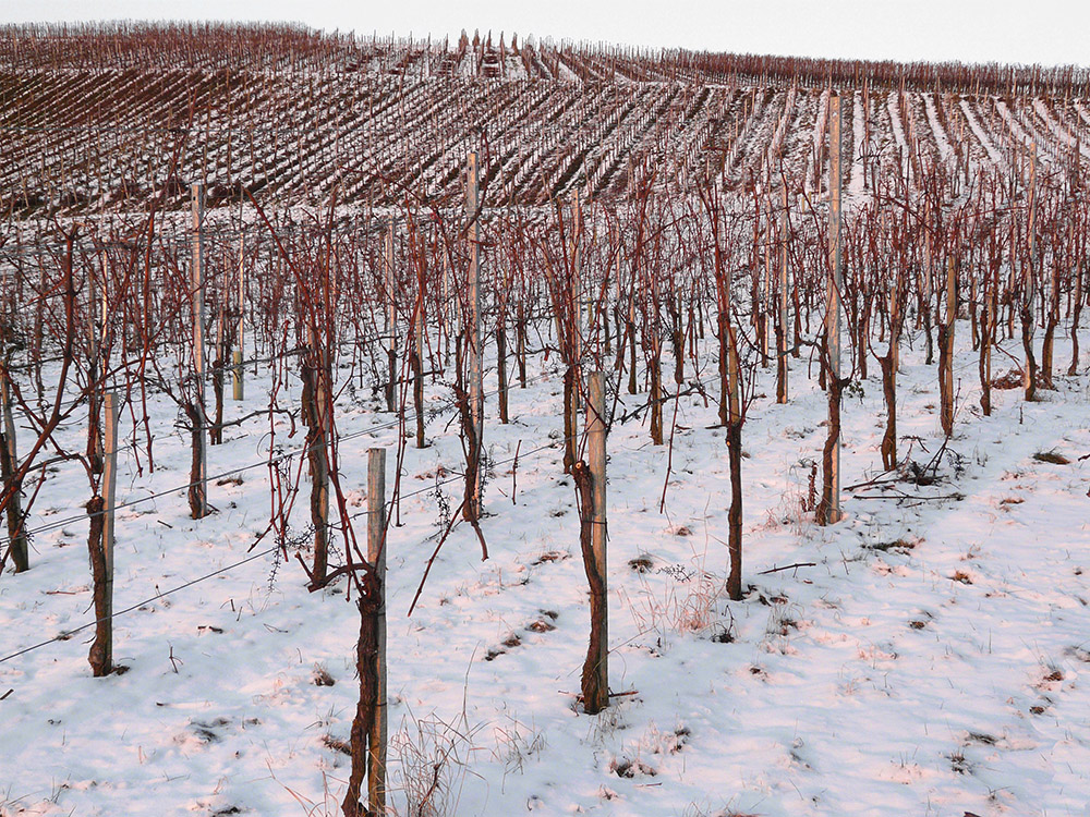 Winter in den Weinbergen (2)