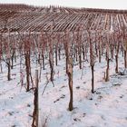 Winter in den Weinbergen (2)