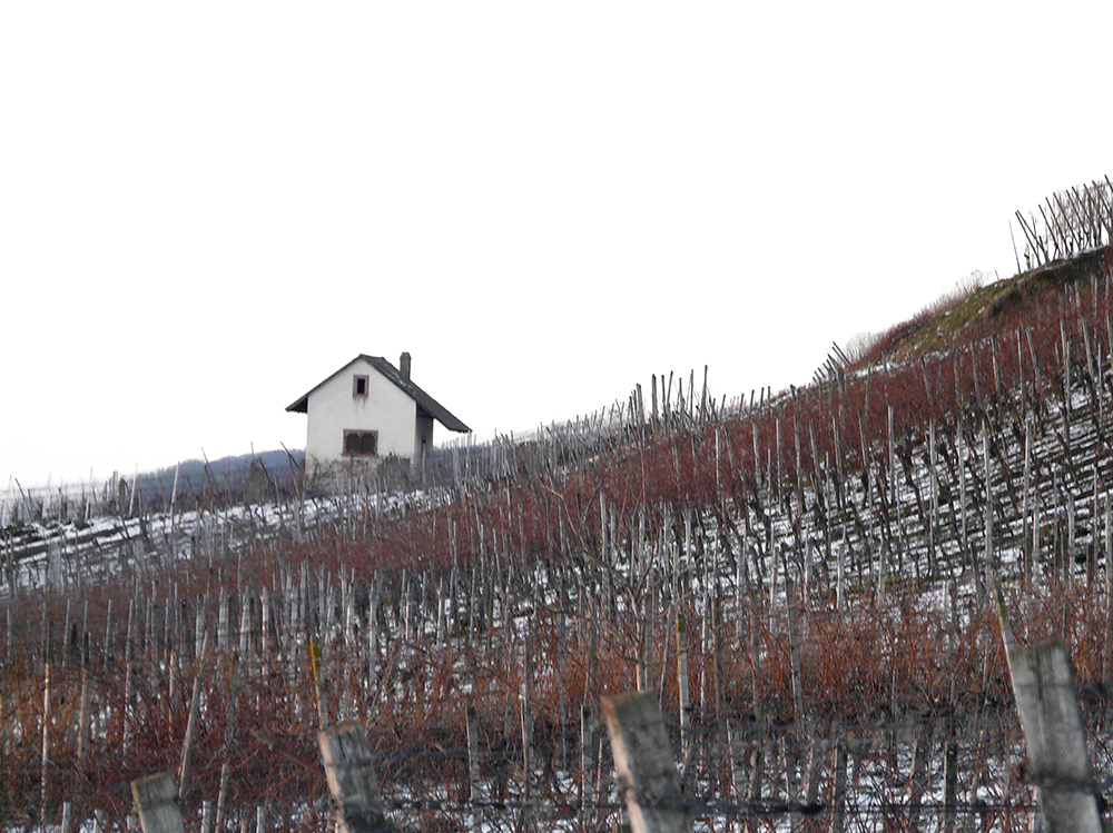 Winter in den Weinbergen (3)