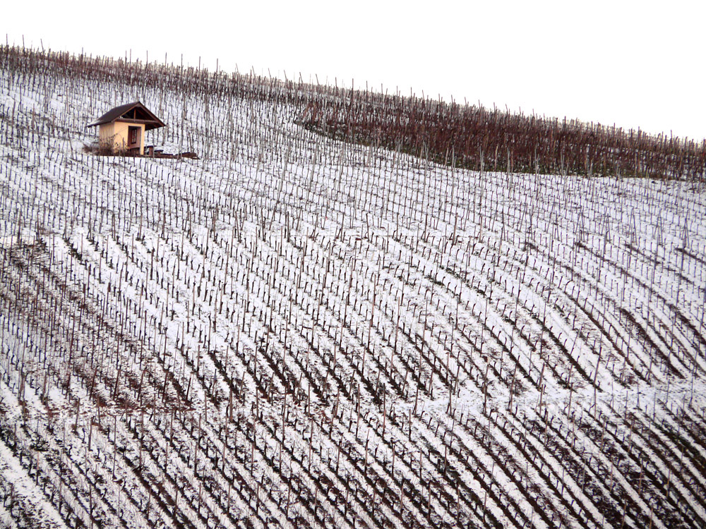 Winter in den Weinbergen (4)