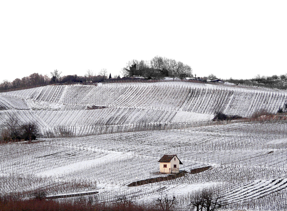 Winter in den Weinbergen (5)