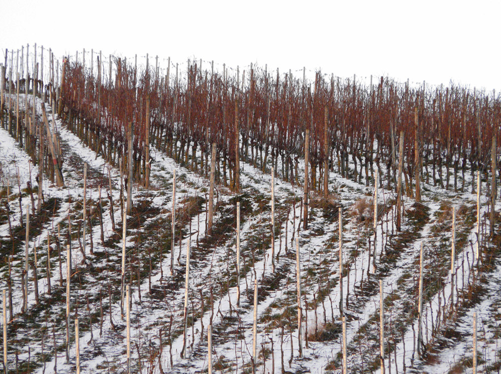 Winter in den Weinbergen