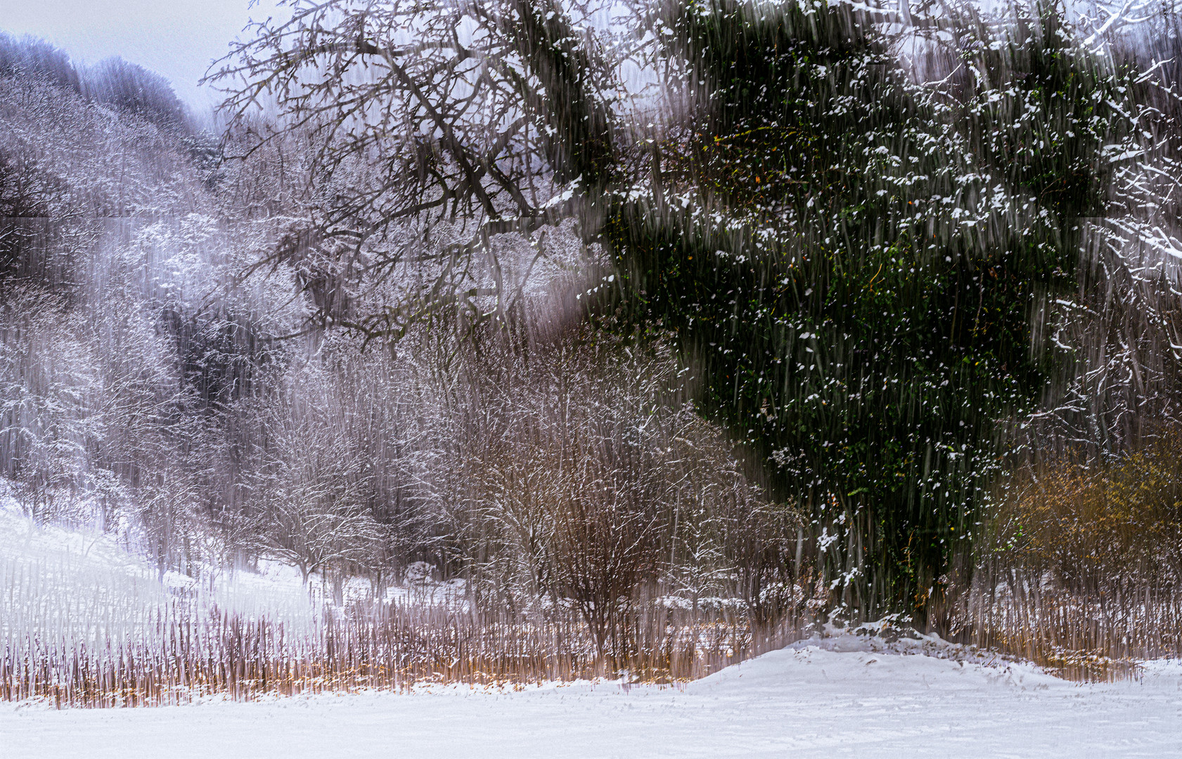 Winter in den Weinbergen 