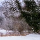 Winter in den Weinbergen 