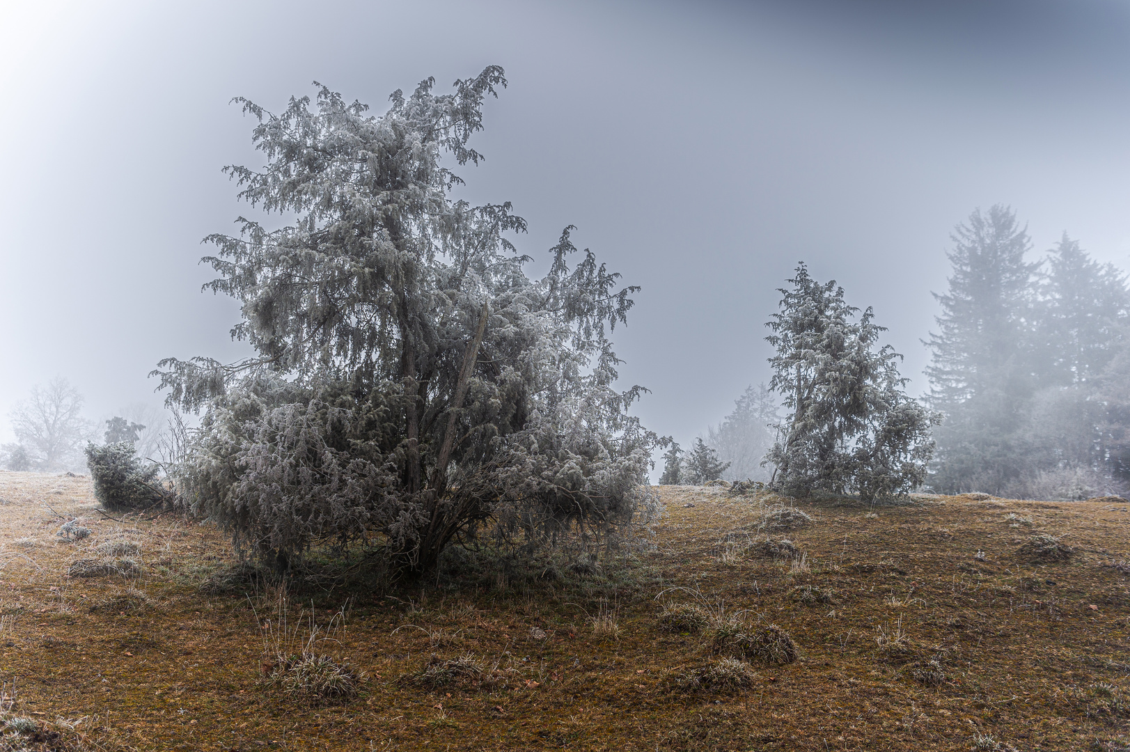 Winter in der Ameisenstadt