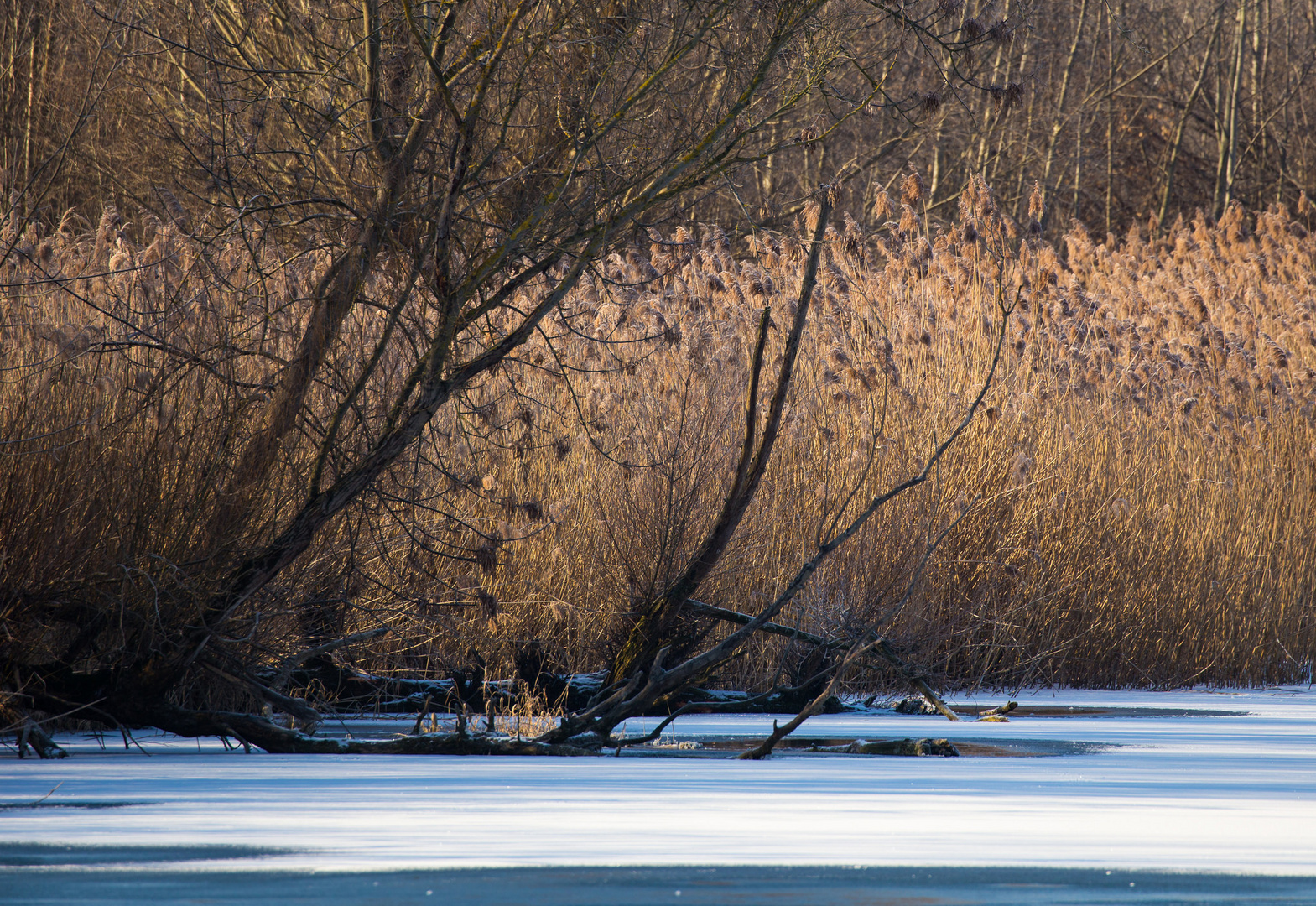 Winter in der Au