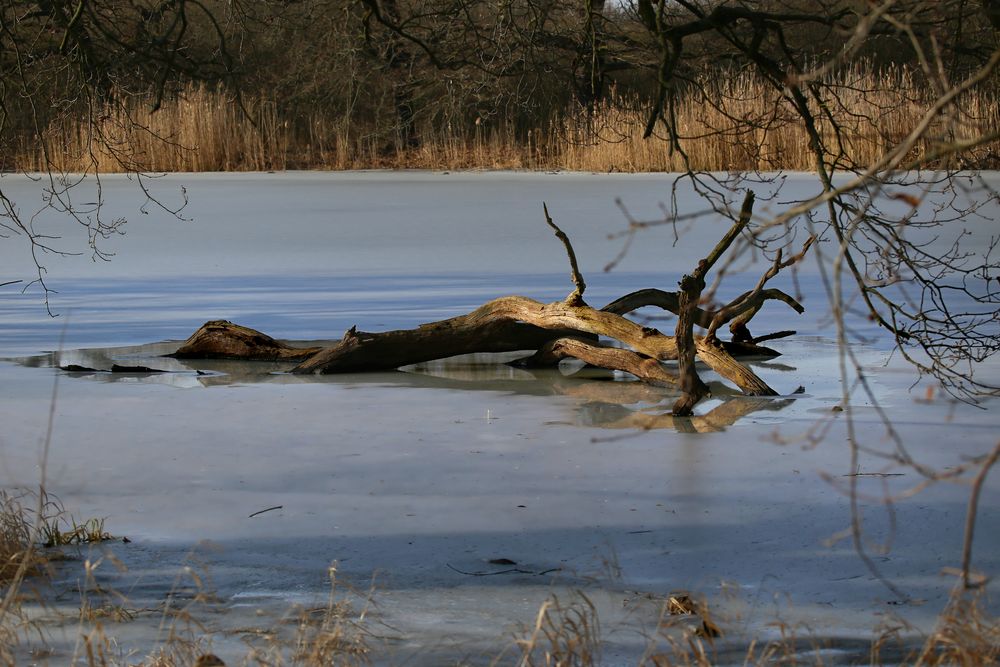 Winter in der Aue