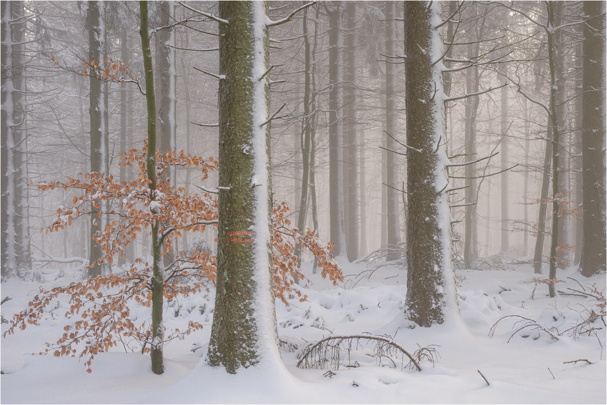 Winter in der Eifel