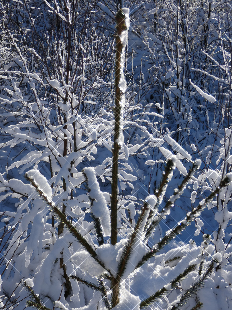 Winter in der "Eifel"