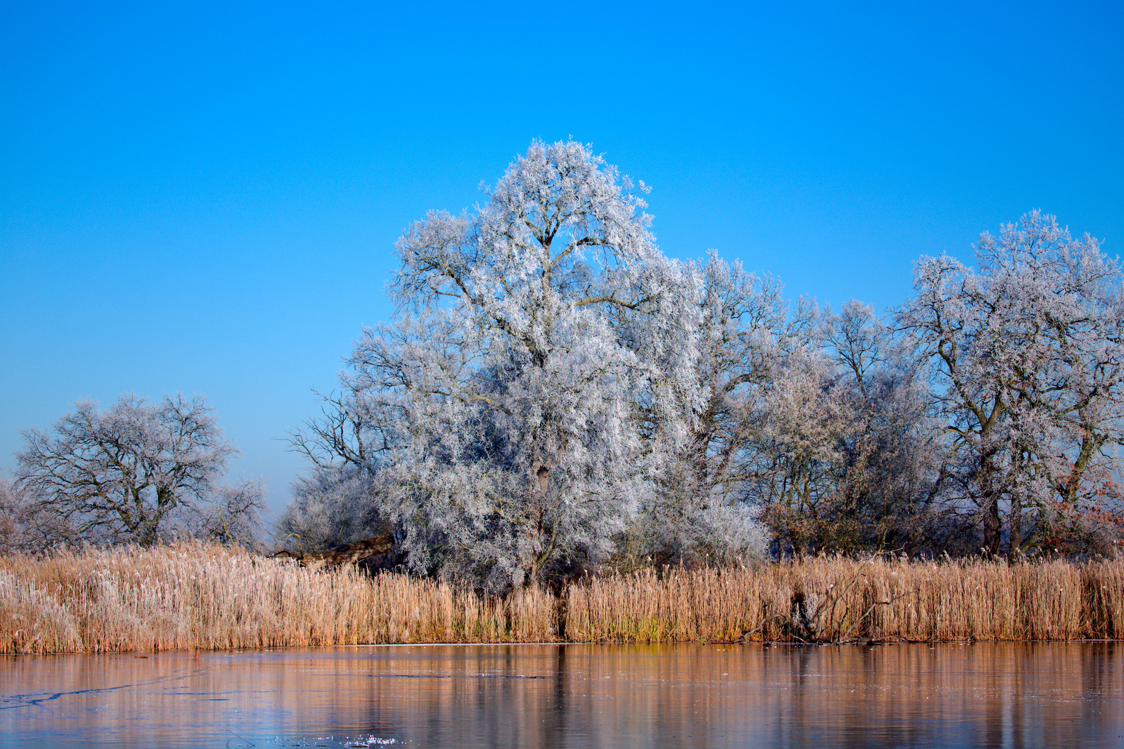 Winter in der Elbaue