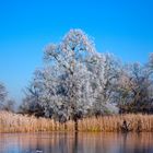 Winter in der Elbaue