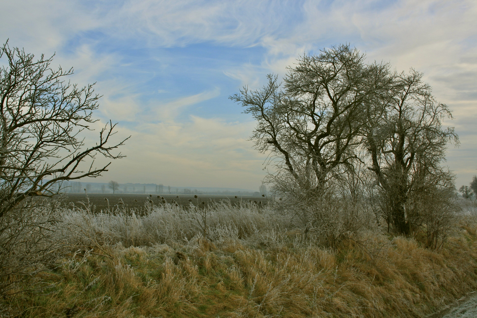 Winter in der Goldenen Aue