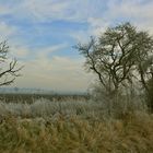 Winter in der Goldenen Aue