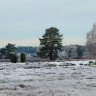 Winter in der Heide