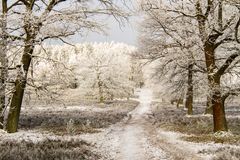 Winter in der Heide