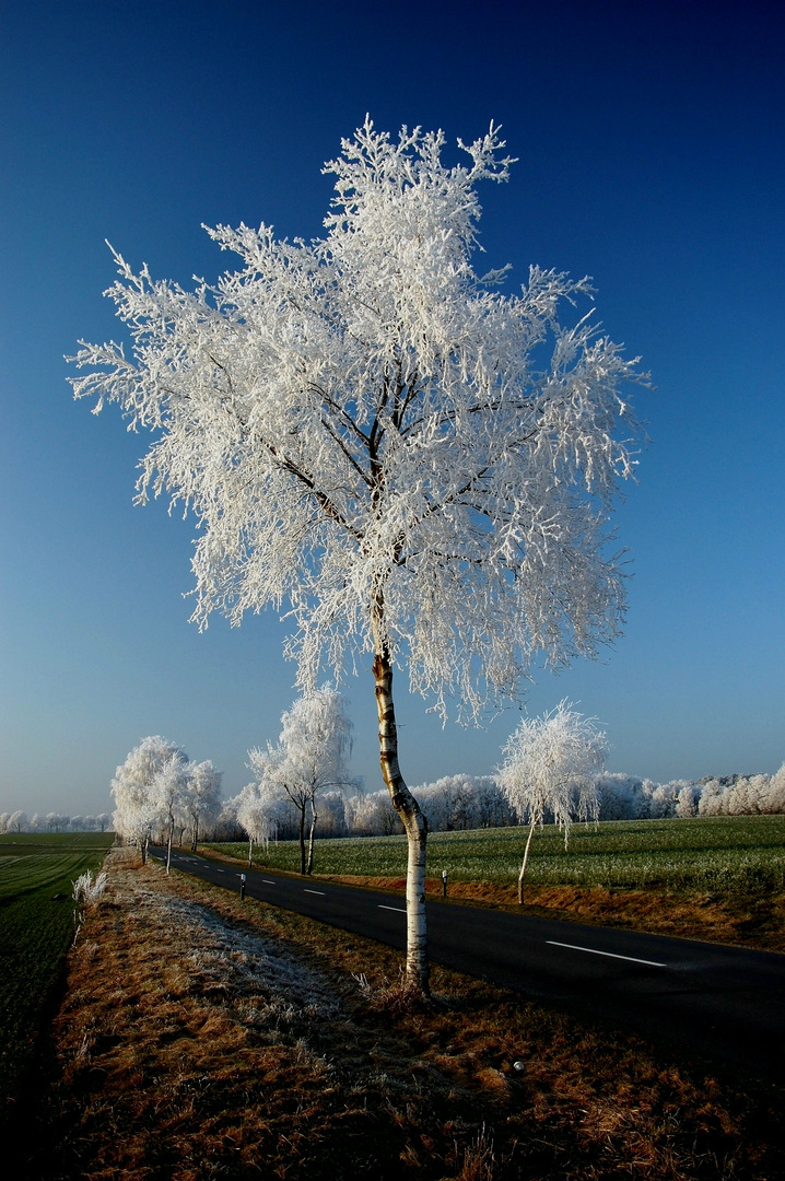 Winter in der Heide