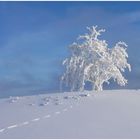 Winter in der hessischen Rhön