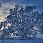 Winter in der Hochrhön