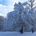 Winter in der Isarauenlandschaft