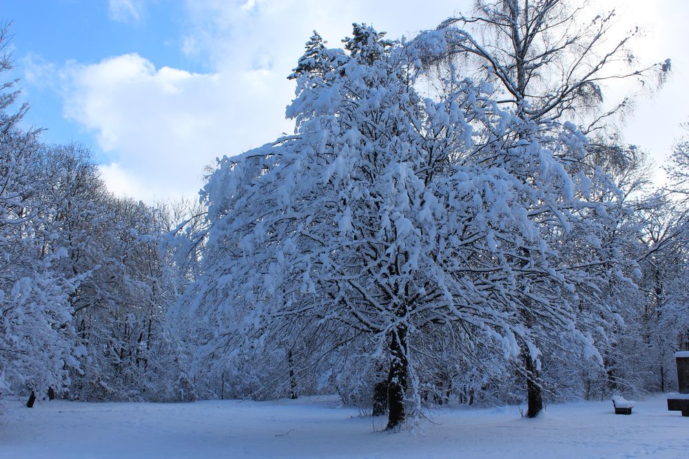 Winter in der Isarauenlandschaft