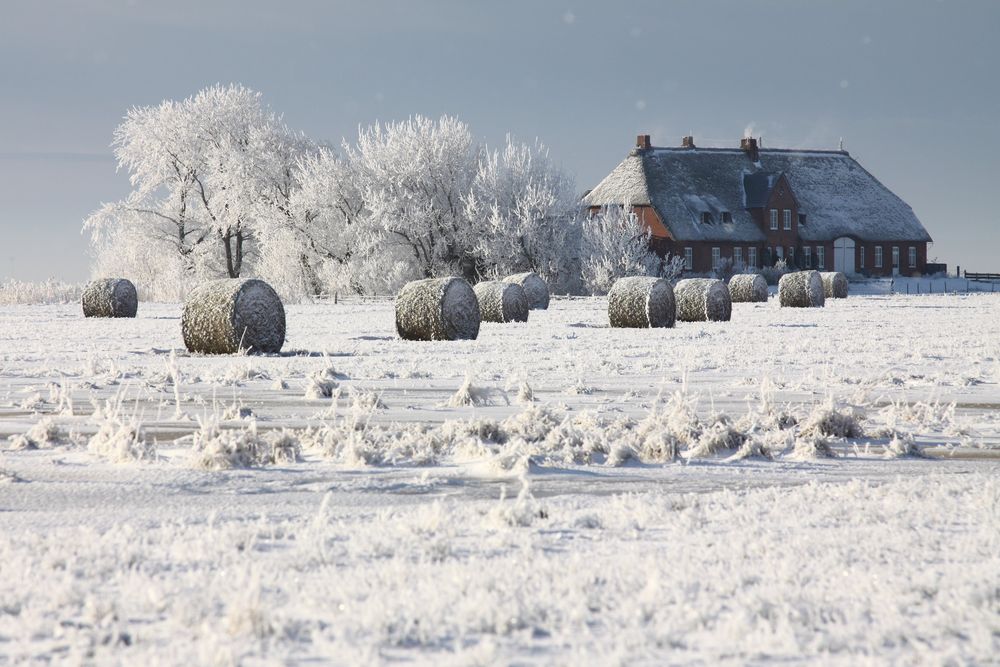 Winter in der Marsch 3