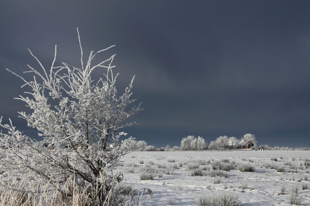 Winter in der Marsch 4