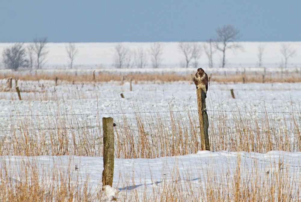 Winter in der Marsch