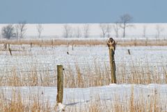 Winter in der Marsch