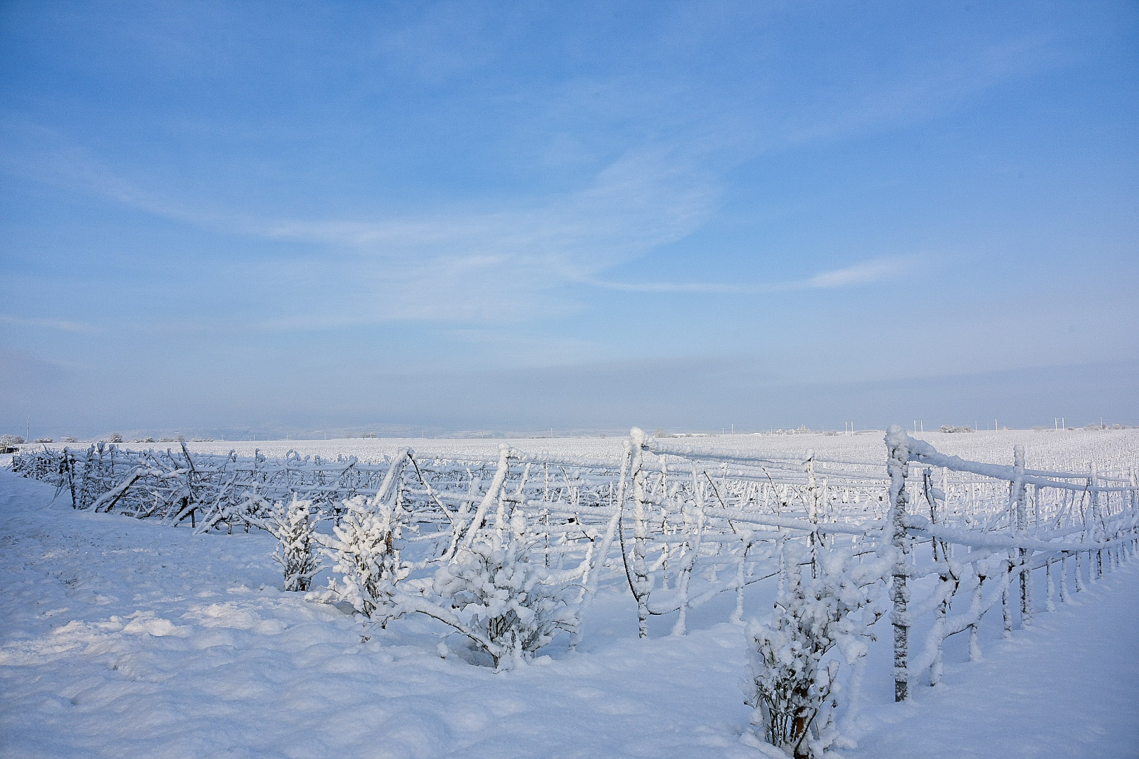 Winter in der Pfalz 