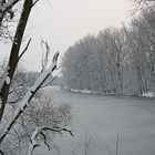 Winter in der Rheinaue/Lampertheim