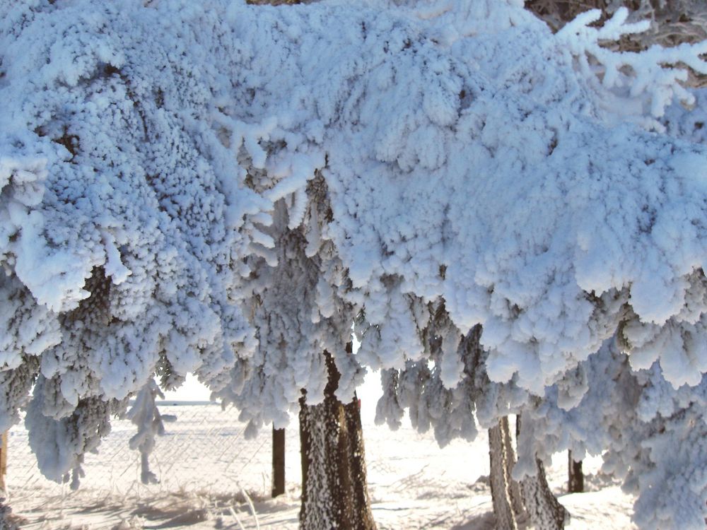 Winter in der Rhön 2012 -