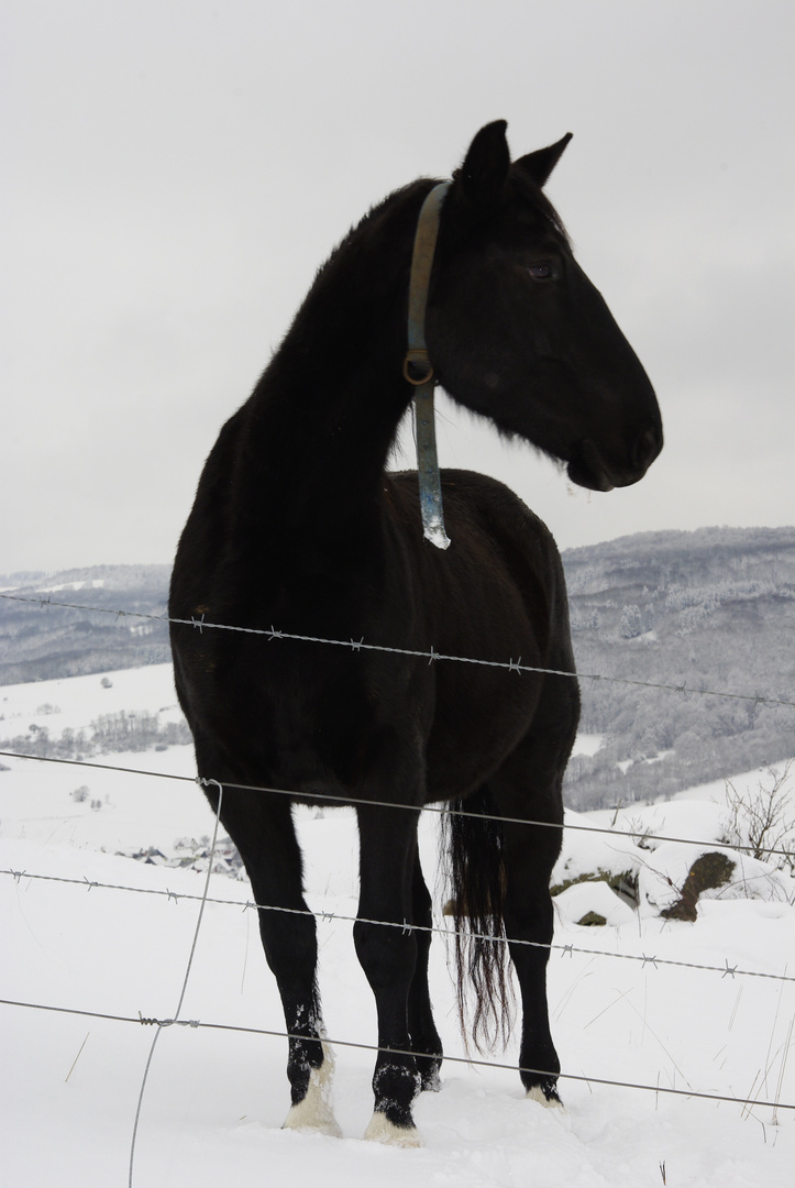 Winter in der Rhön