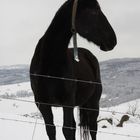 Winter in der Rhön