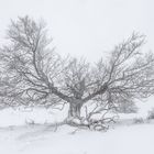 Winter in der Rhön