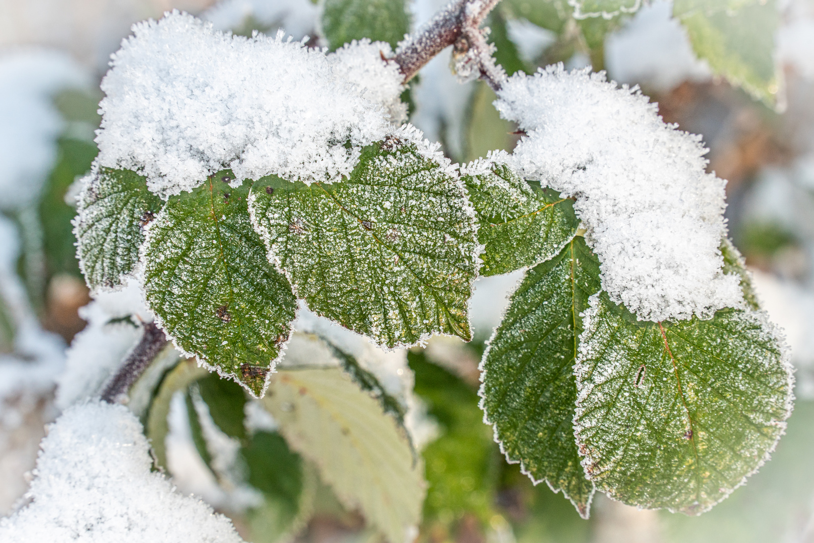 Winter in der Ricklinger Masch II - Hannover