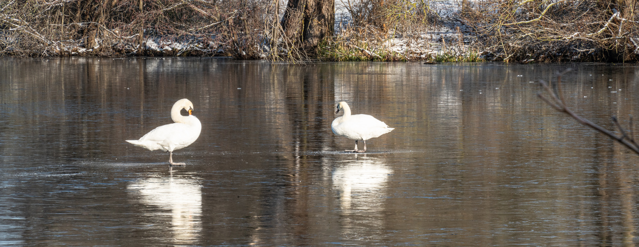 Winter in der Ricklinger Masch IV - Hannover  