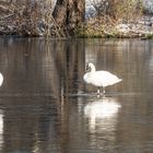 Winter in der Ricklinger Masch IV - Hannover  