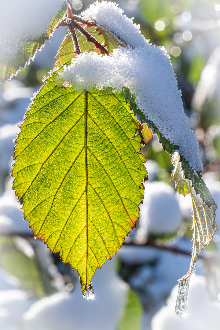 Winter in der Ricklinger Masch V - Hannover