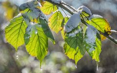 Winter in der Ricklinger Masch VI - Hannover