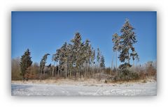 Winter in der Schneckengrüner Heide 3