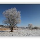 Winter in der Schneckengrüner Heide - 5
