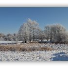 Winter in der Schneckengrüner Heide - 6