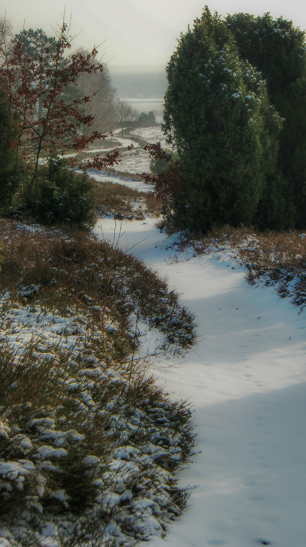 Winter in der Südheide 