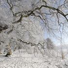 winter in der süntelbuchenallee von bad nenndorf