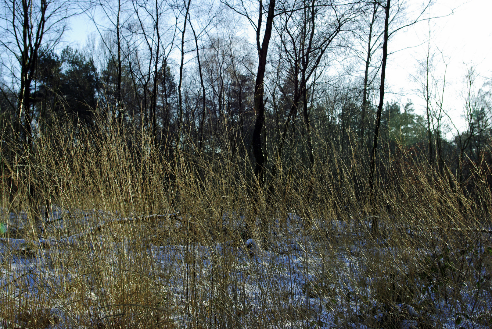 Winter in der Venloer Heide