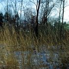 Winter in der Venloer Heide